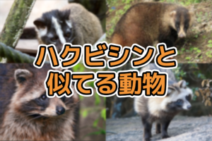 ハクビシン　似てる動物